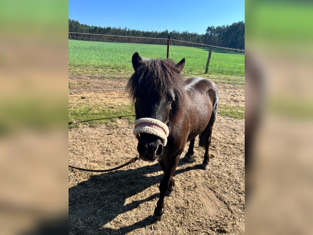 Shetland Ponys Stute 5 Jahre 105 cm Rappe in Burgstall