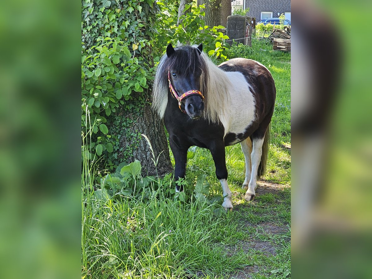 Shetland Ponys Stute 5 Jahre 107 cm Schecke in Bad Rothenfelde