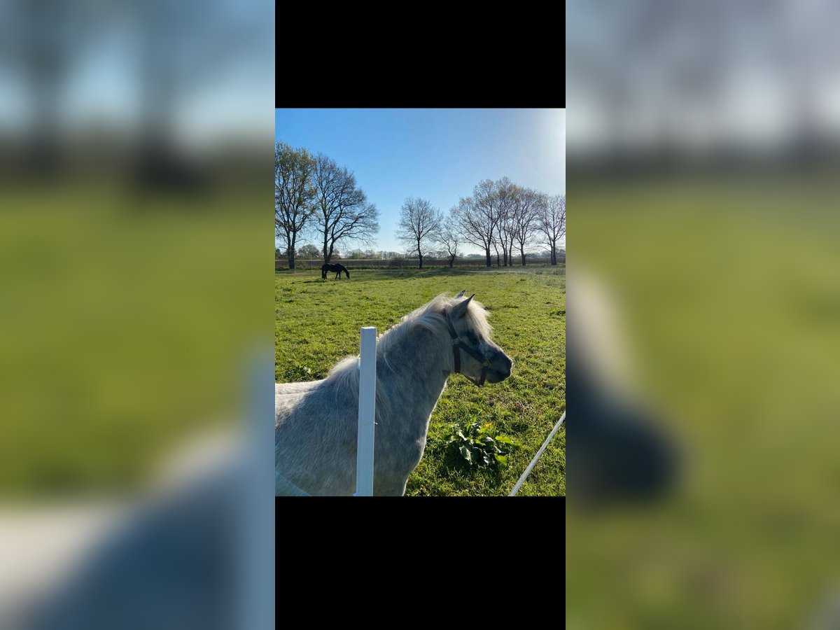 Shetland Ponys Stute 5 Jahre 110 cm Apfelschimmel in Raddestorf