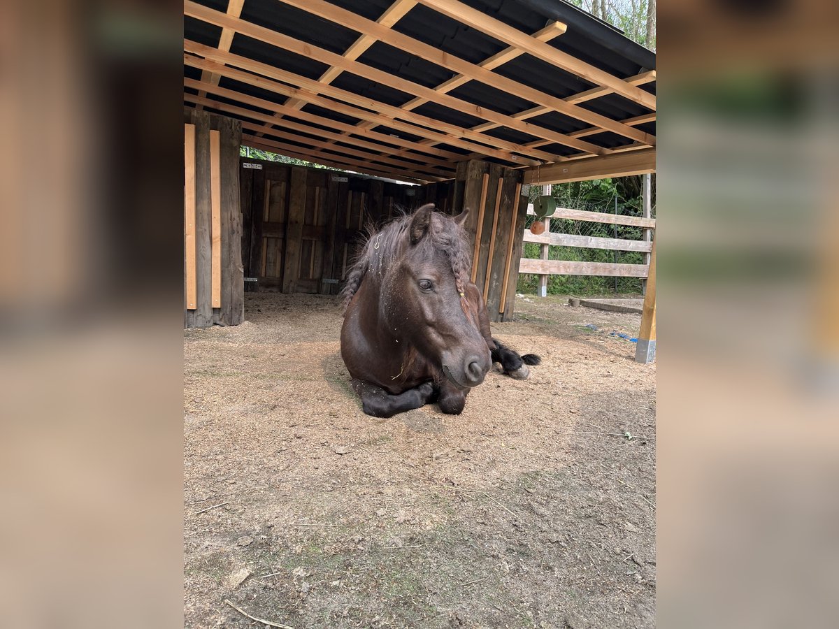 Shetland Ponys Stute 5 Jahre 110 cm Dunkelbrauner in Eppstein