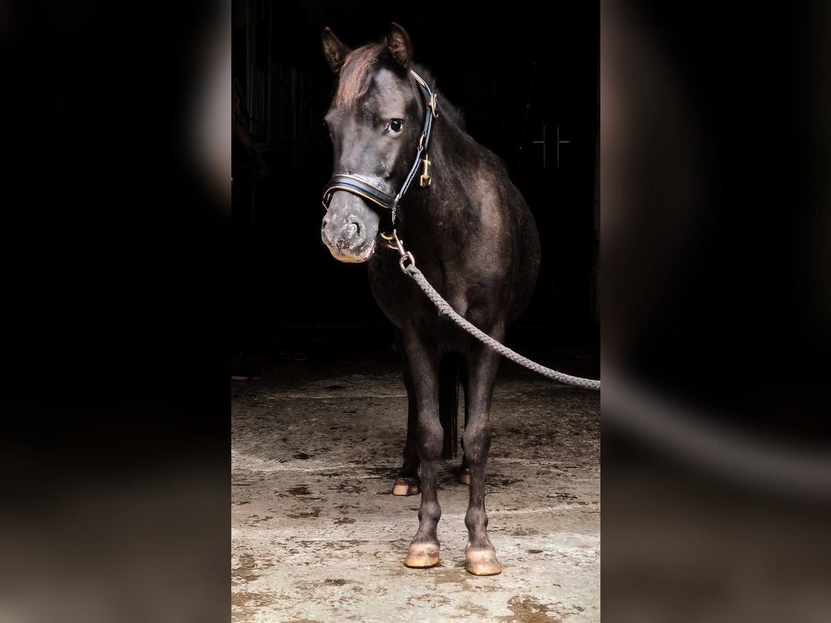 Shetland Ponys Stute 5 Jahre 115 cm Tigerschecke in Raubling