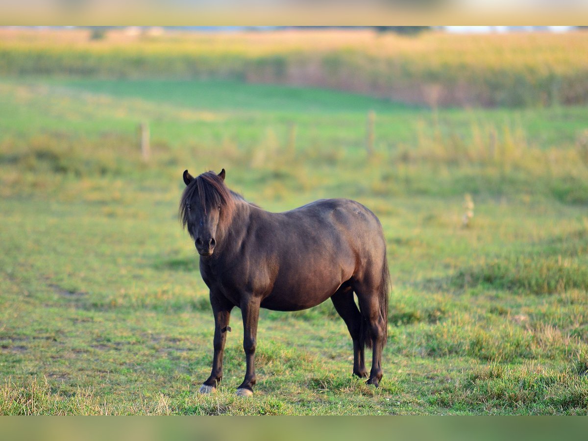 Shetland Ponys Stute 5 Jahre 90 cm Rappe in radziejów