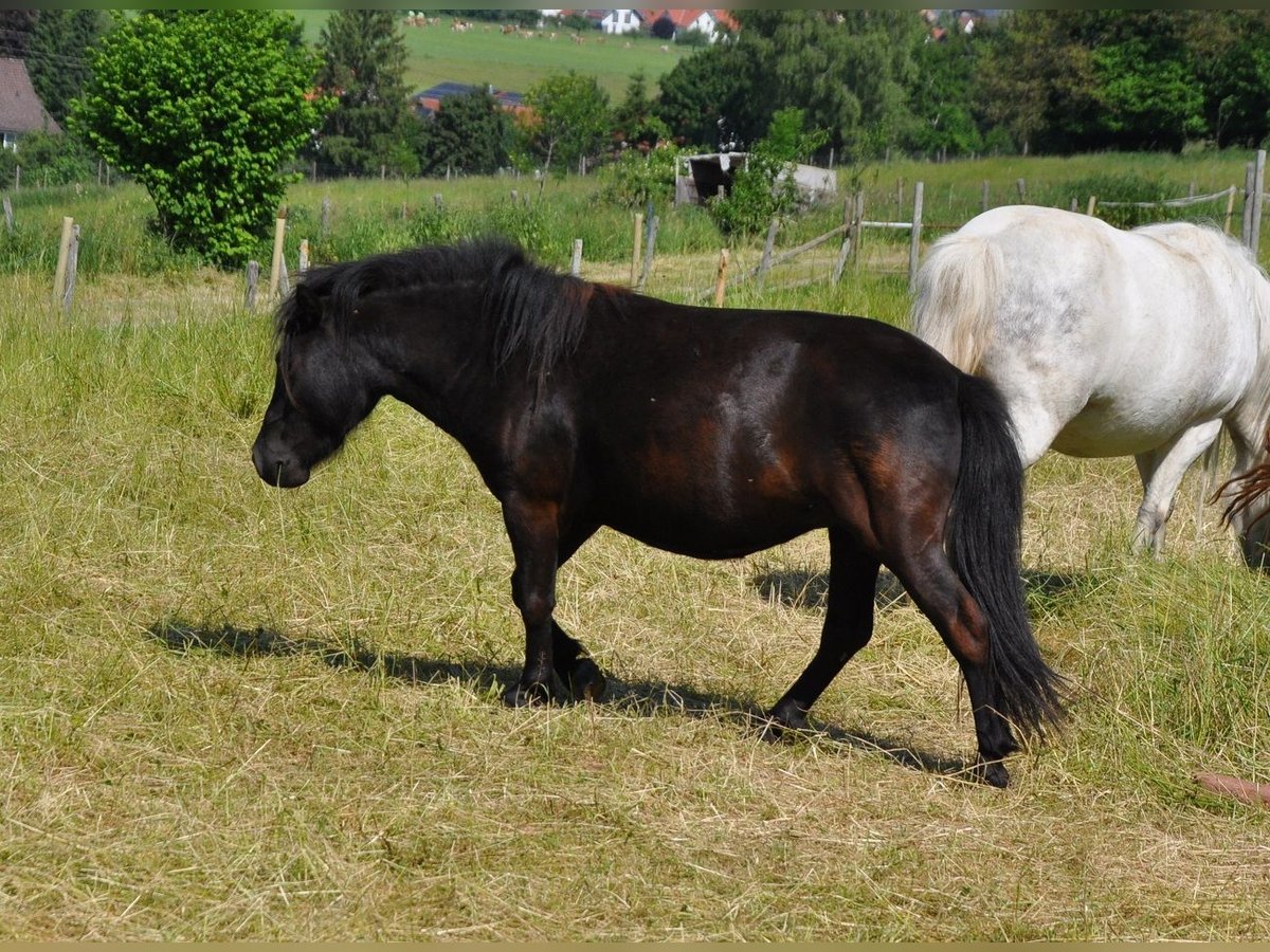 Shetland Ponys Stute 5 Jahre 98 cm Rappe in Westendorf