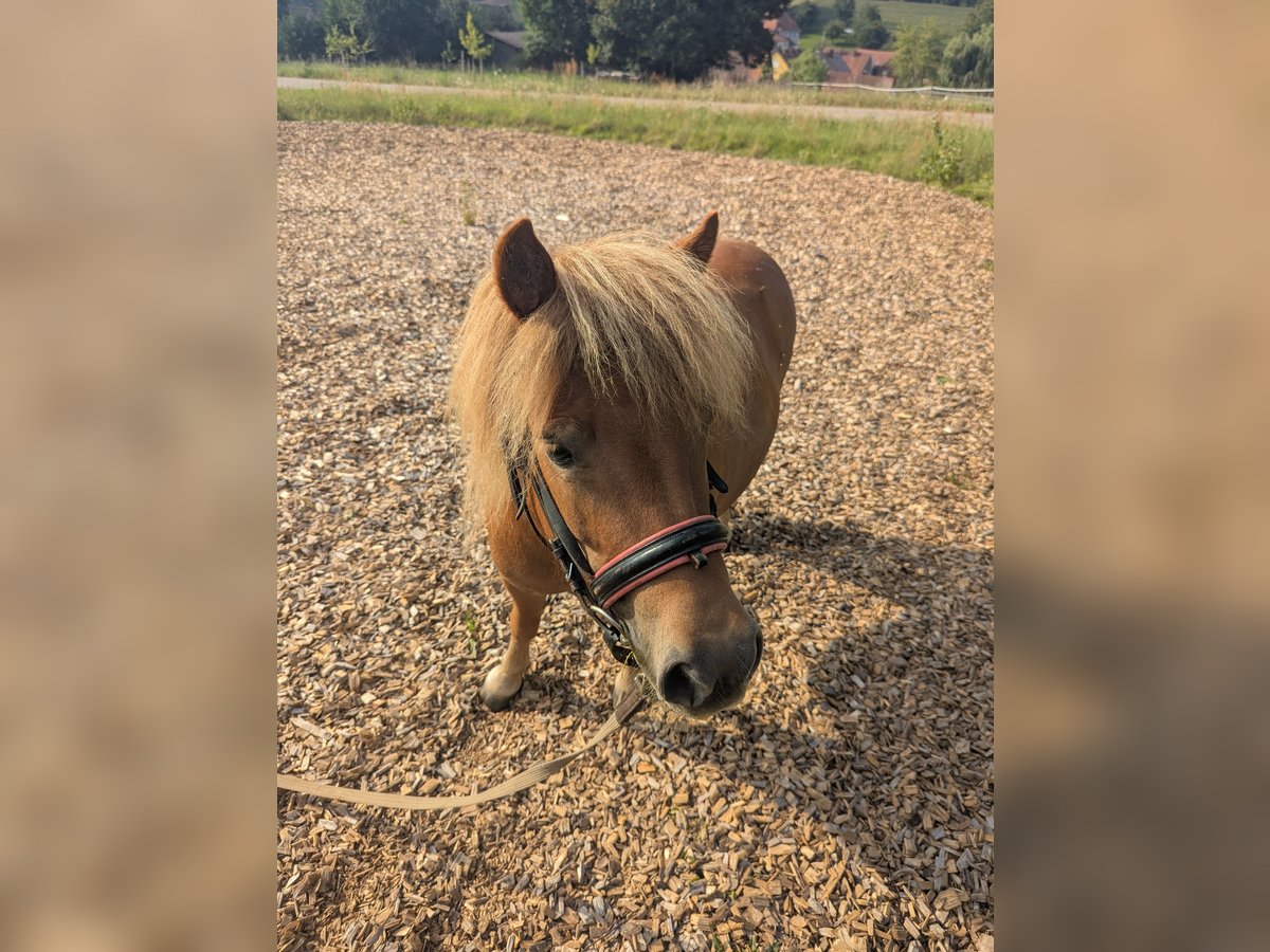 Shetland Ponys Stute 6 Jahre 100 cm Fuchs in Edelsfeld