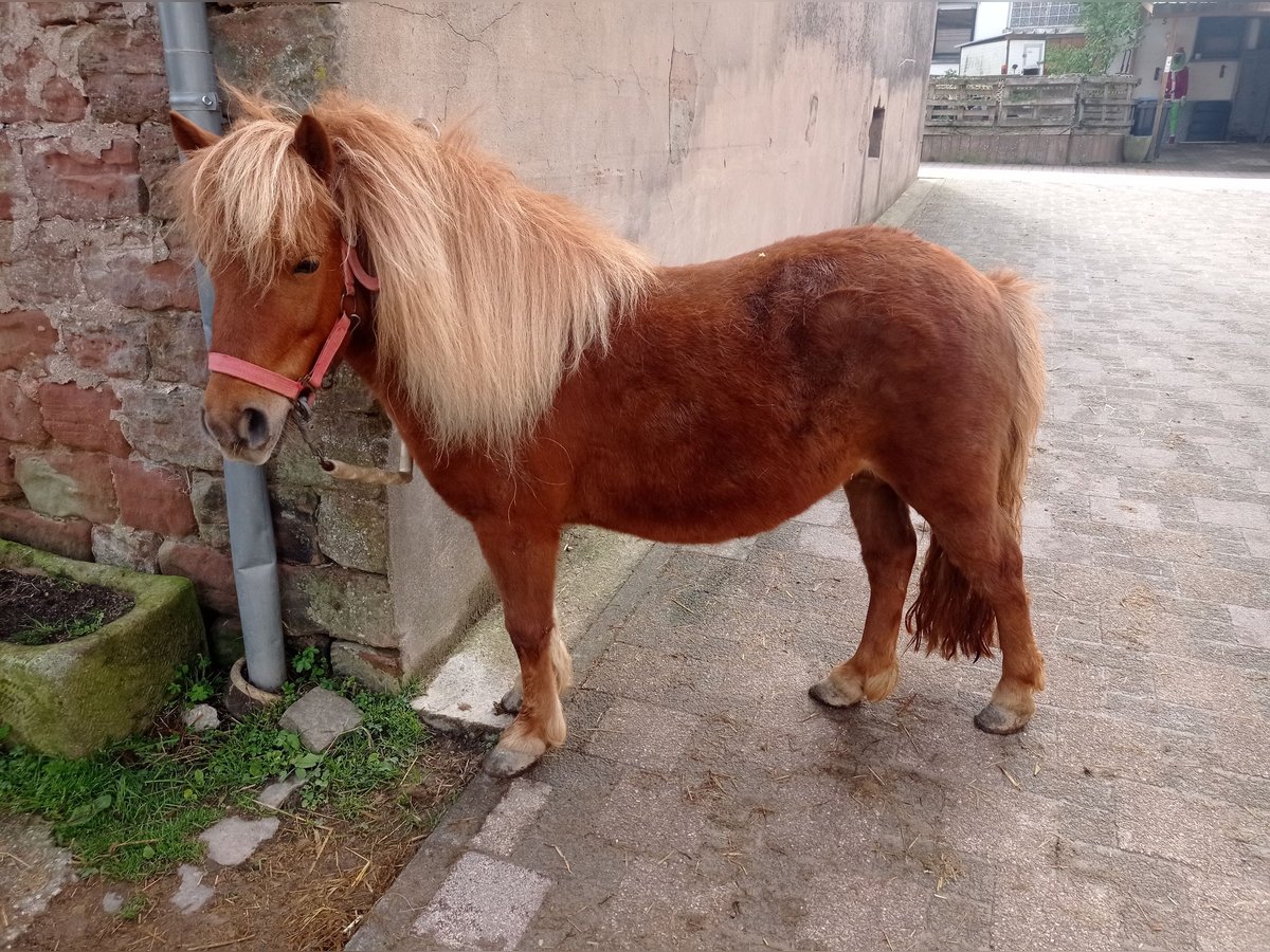 Shetland Ponys Stute 6 Jahre 105 cm Fuchs in H&#xF6;heischweiler