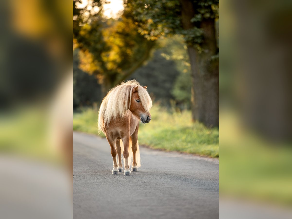 Shetland Ponys Stute 6 Jahre 87 cm Fuchs in Essen