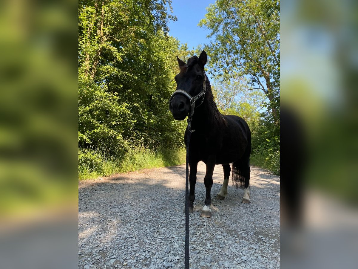 Shetland Ponys Mix Stute 7 Jahre 100 cm Schecke in H&#xF6;now