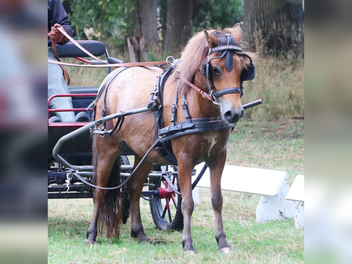 Shetland Ponys Stute 7 Jahre 112 cm Tigerschecke in Marsberg