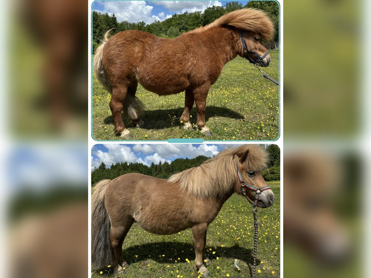 Shetland Ponys Stute 7 Jahre 83 cm Fuchs in Wacken
