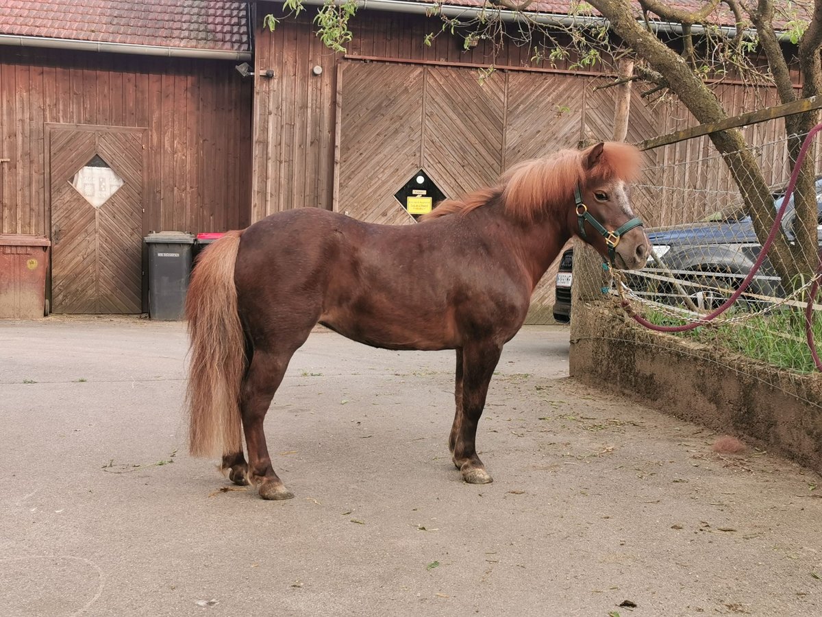 Shetland Ponys Stute 7 Jahre 90 cm Dunkelfuchs in St. Martin / Karlsbach