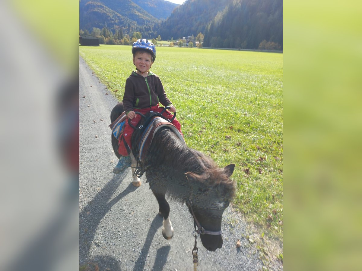 Shetland Ponys Stute 8 Jahre 100 cm Schecke in Kirchdorf in Tirol