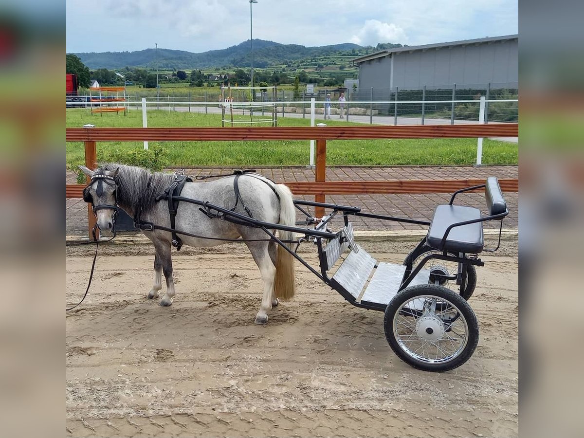 Shetland Ponys Stute 8 Jahre 100 cm Schimmel in Endingen am Kaiserstuhl