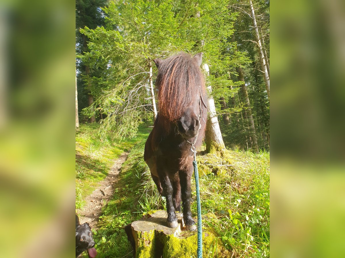 Shetland Ponys Stute 8 Jahre 105 cm Dunkelbrauner in Escholzmatt