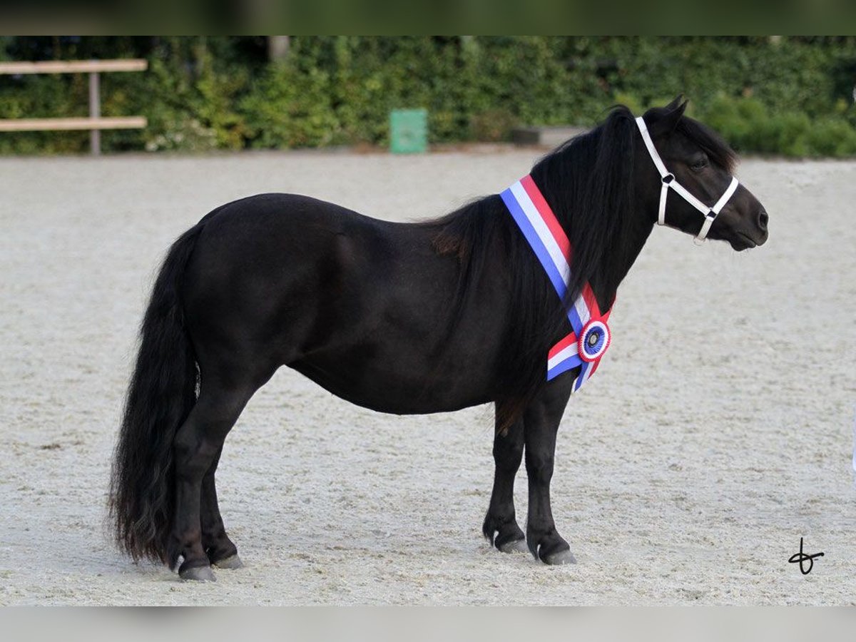 Shetland Ponys Stute 8 Jahre 105 cm Rappe in Doezum