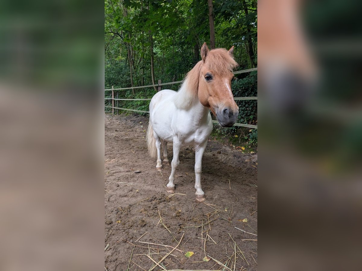 Shetland Ponys Stute 8 Jahre 115 cm Schecke in Berlin