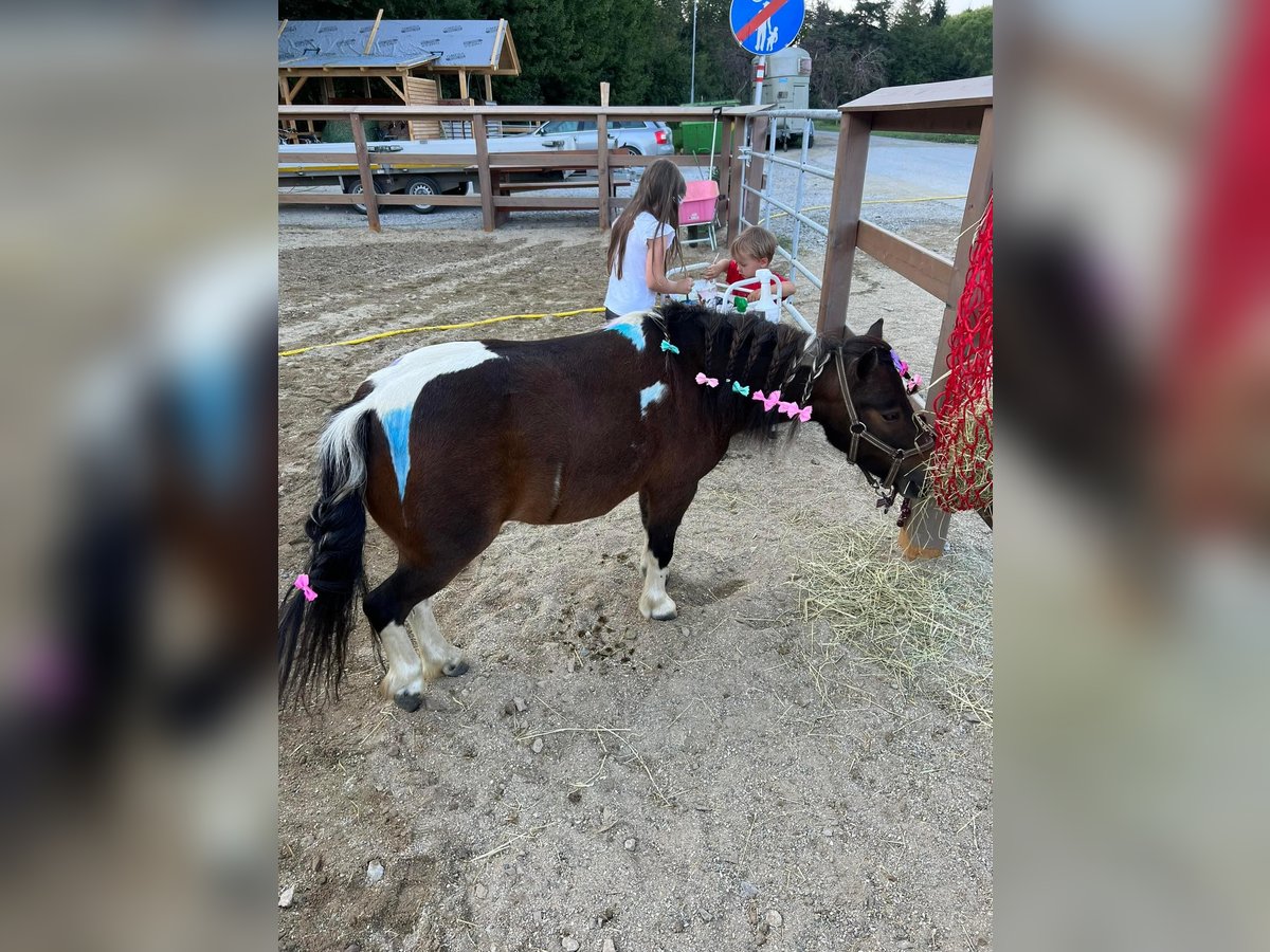 Shetland Ponys Stute 8 Jahre 85 cm Schecke in Hofst&#xE4;tten
