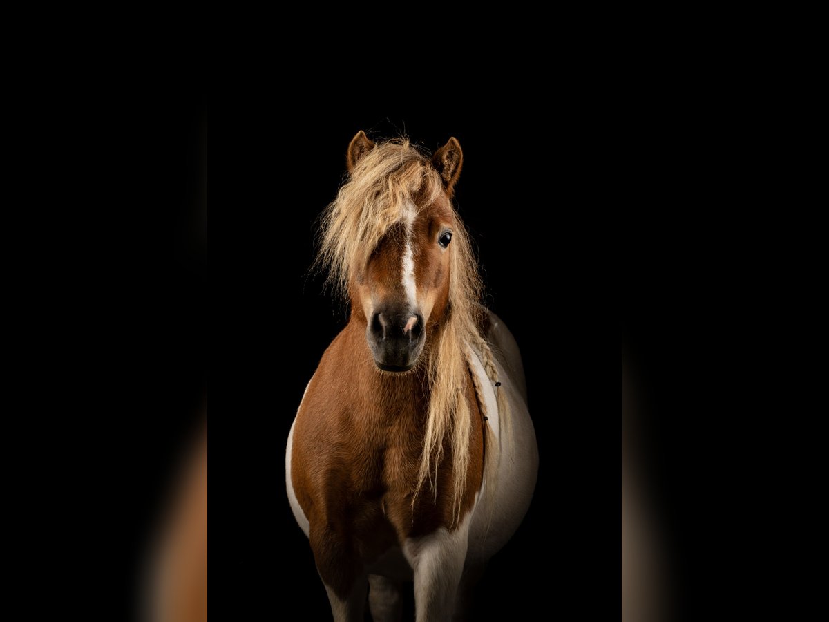Shetland Ponys Stute 8 Jahre 85 cm Schecke in Allerheiligen im M&#xFC;hlkreis