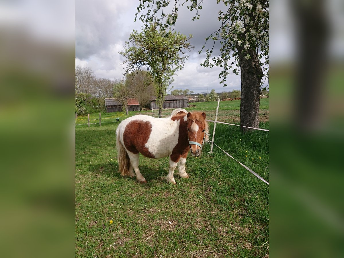 Shetland Ponys Stute 8 Jahre 90 cm Schecke in Ohrenbach