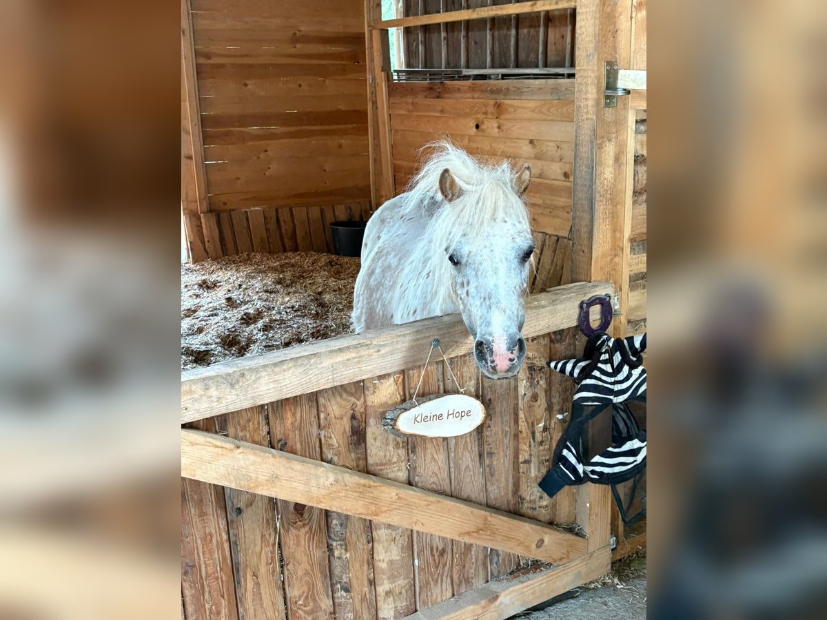 Shetland Ponys Mix Stute 8 Jahre 95 cm Tigerschecke in Waldorf