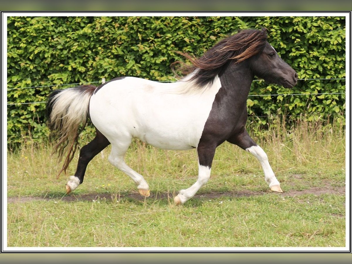 Shetland Ponys Stute 9 Jahre 104 cm Schecke in Hille