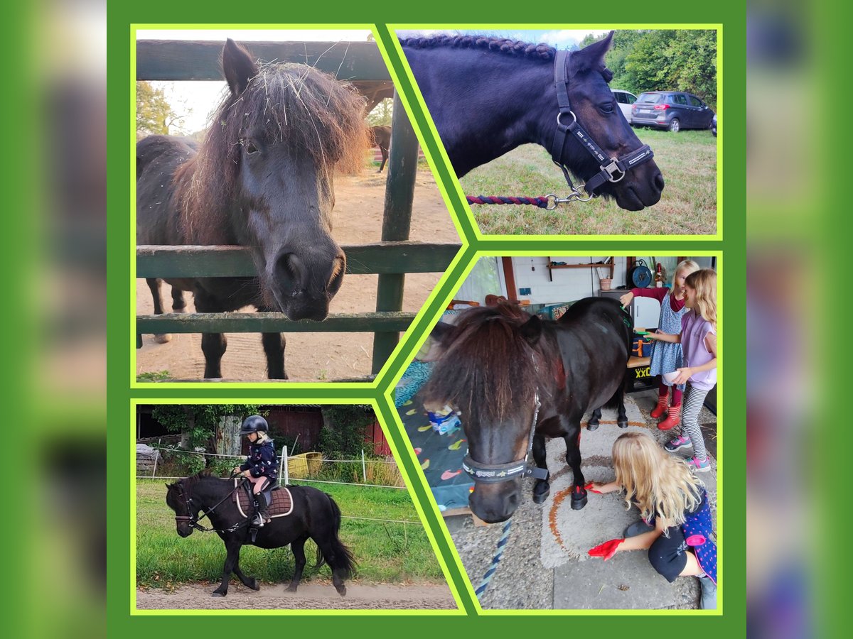 Shetland Ponys Stute 9 Jahre 105 cm Rappe in Bad Segeberg