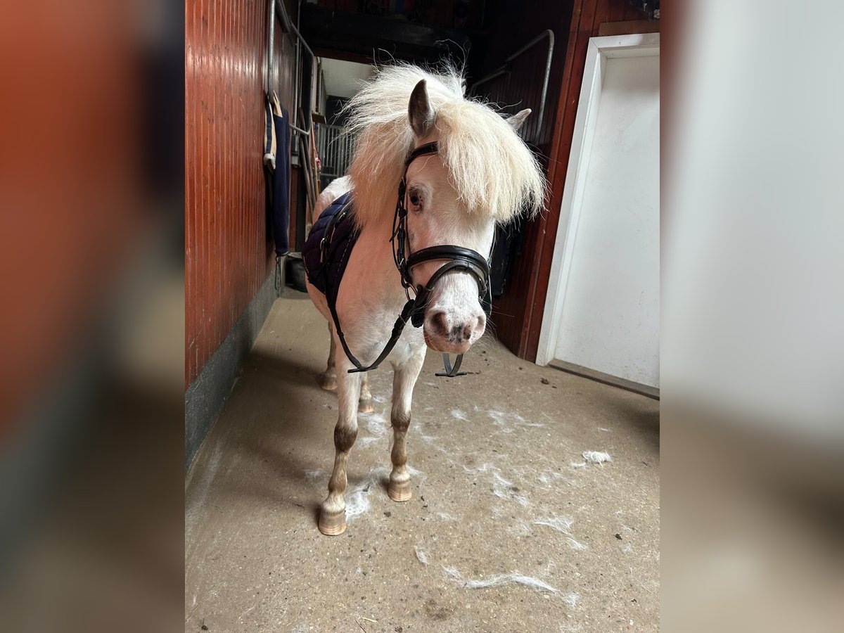 Shetland Ponys Stute 9 Jahre 112 cm Schimmel in Heiligenstedten