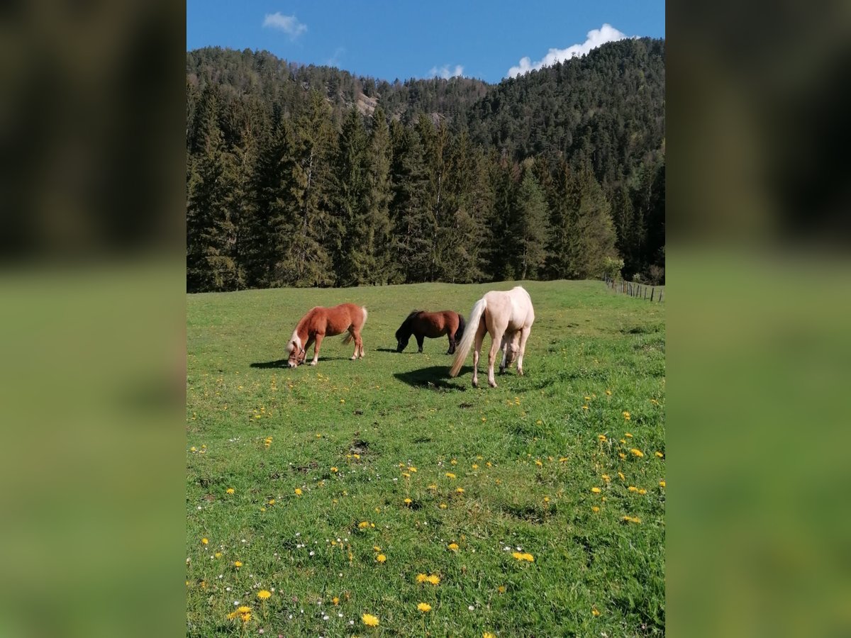 Shetland Ponys Stute 9 Jahre 90 cm Brauner in Erpfendorf