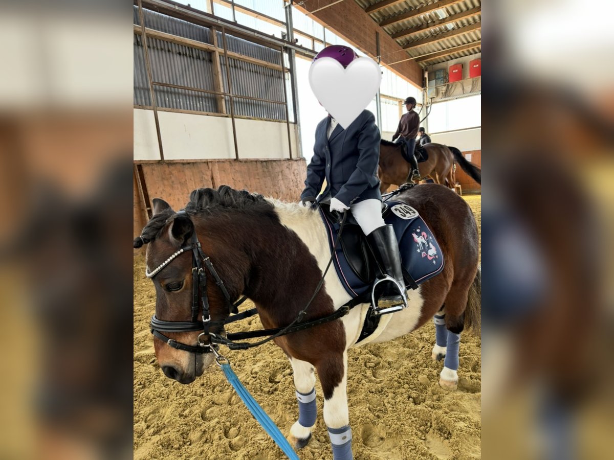 Shetland Ponys Stute 9 Jahre 95 cm Schecke in Hamm