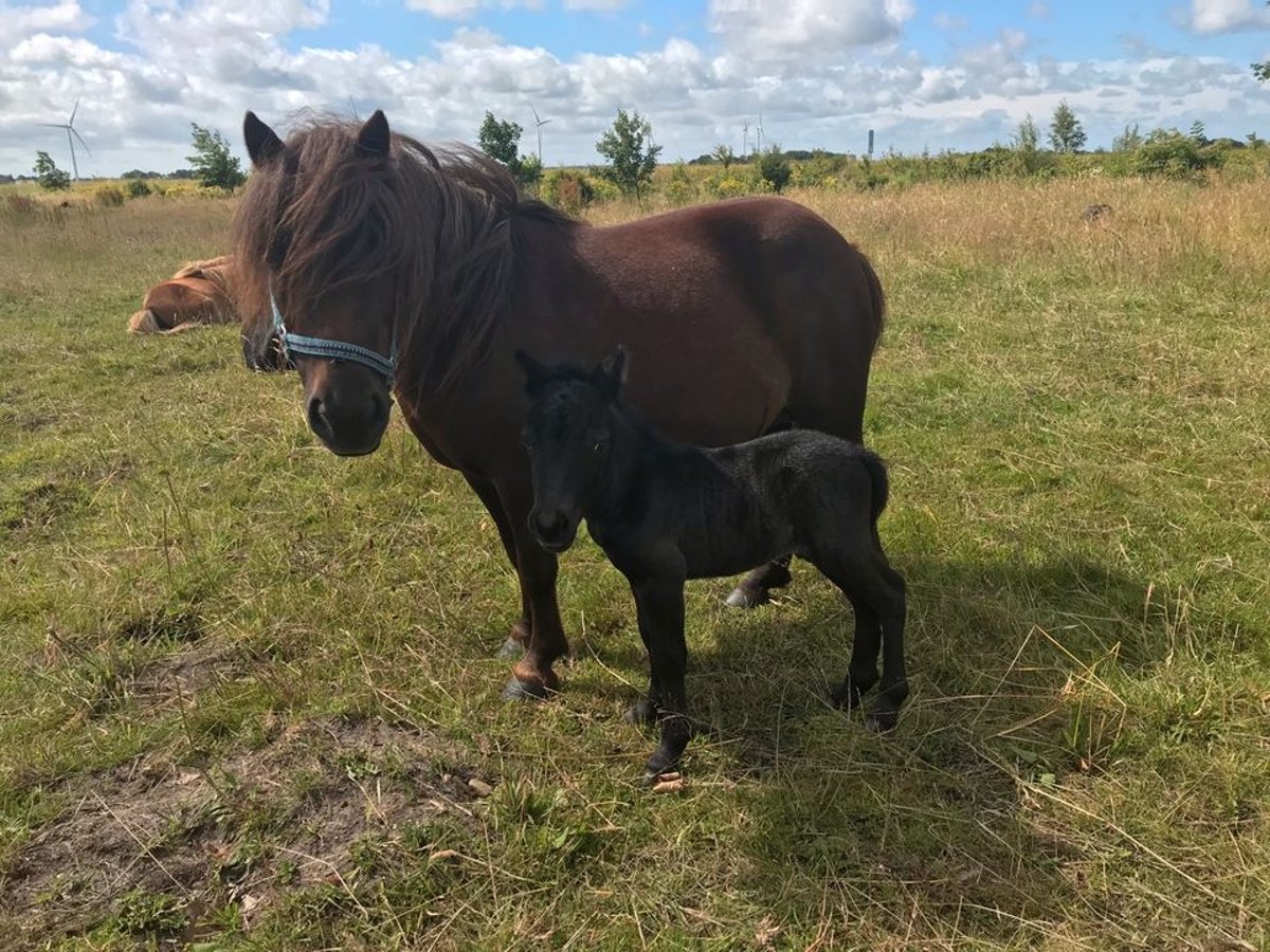 Shetland Ponys Stute 9 Jahre Dunkelbrauner in Süderlügum