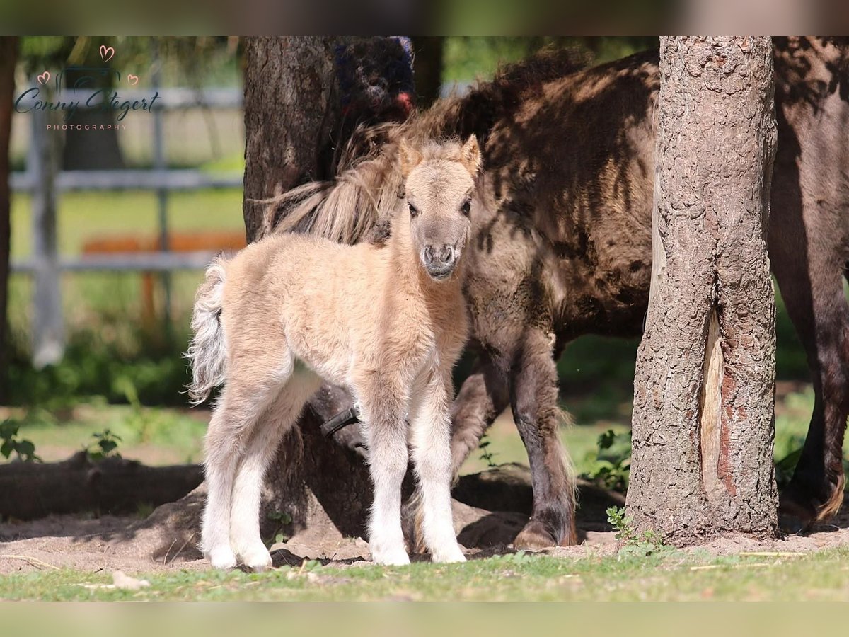 Shetland Ponys Stute Fohlen (05/2025) 104 cm Falbe in Gardelegen