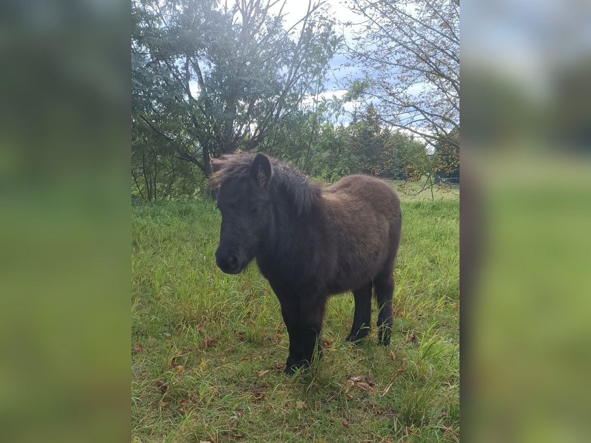 Shetland Ponys Stute Fohlen (04/2025) 105 cm Rappe in M&#xFC;geln