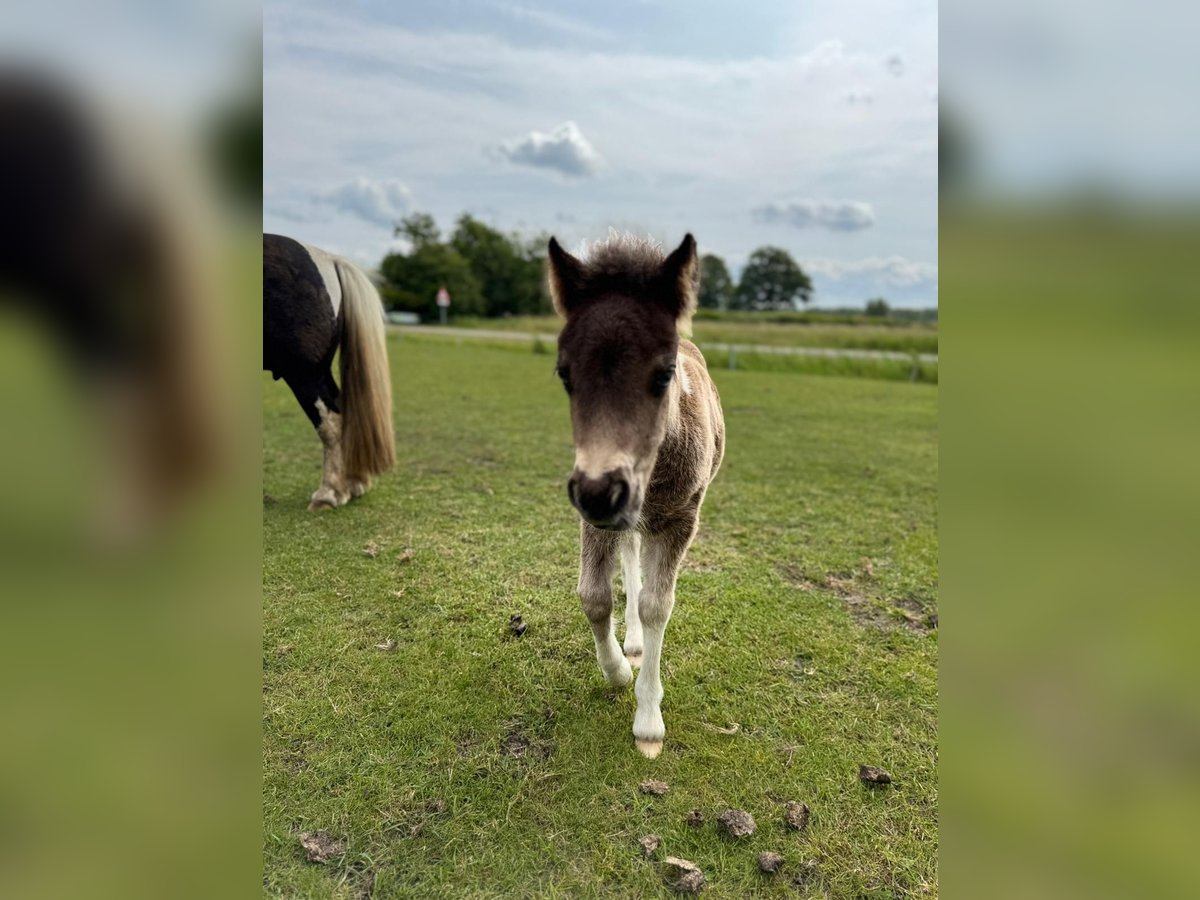 Shetland Ponys Stute  85 cm Schecke in Rockanje