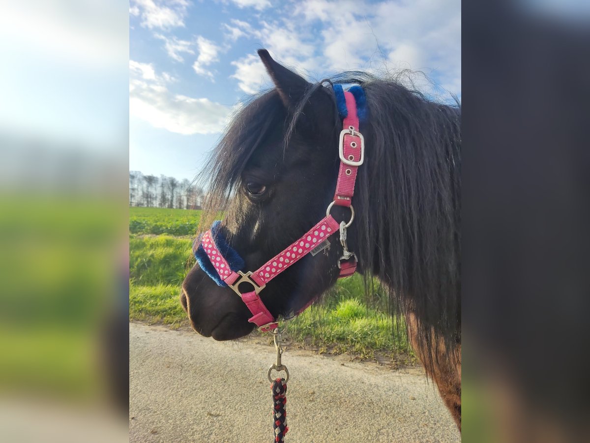 Shetland Ponys Wallach 10 Jahre 100 cm Rappe in Brakel