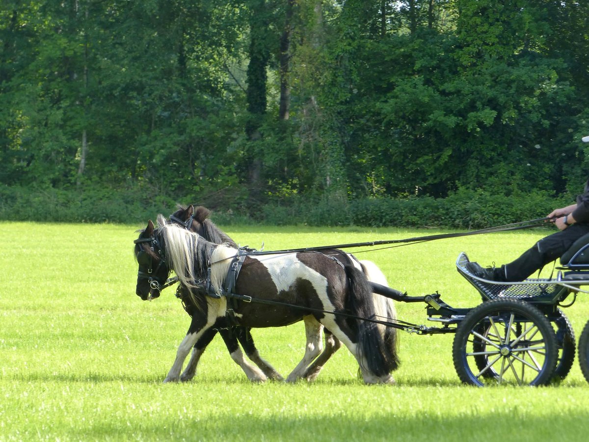 Shetland Ponys Wallach 10 Jahre 109 cm Schecke in HALLE