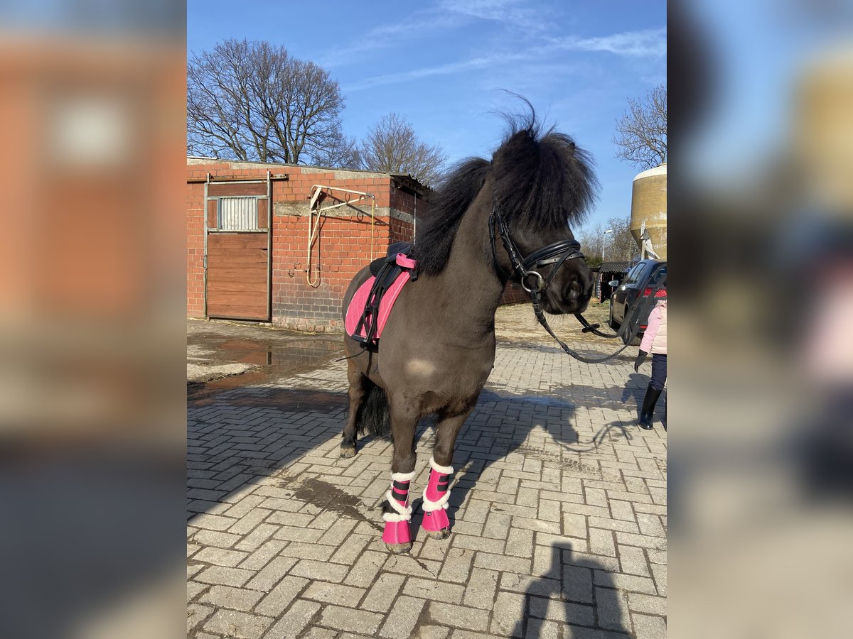 Shetland Ponys Wallach 10 Jahre 110 cm Schwarzbrauner in Voerde