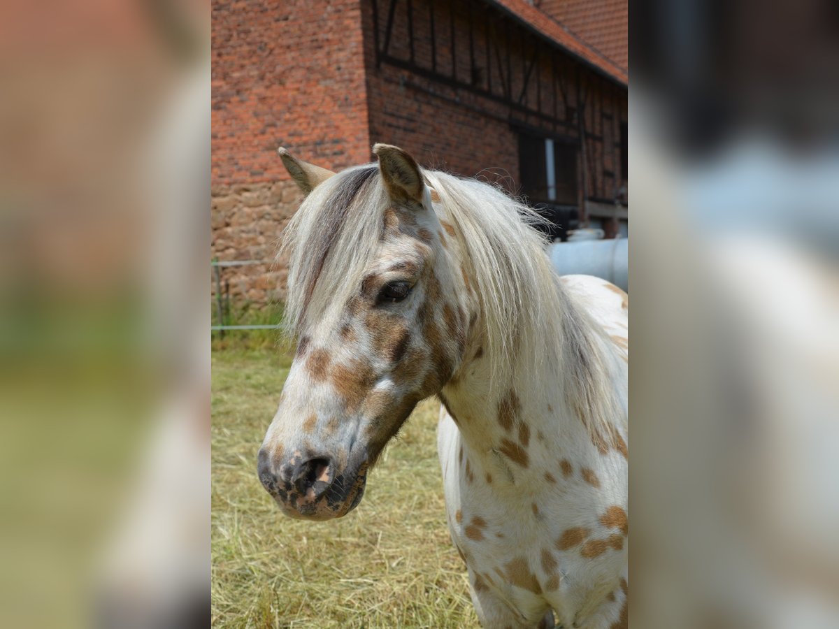 Shetland Ponys Wallach 10 Jahre 110 cm Tigerschecke in WaldeckWaldeck