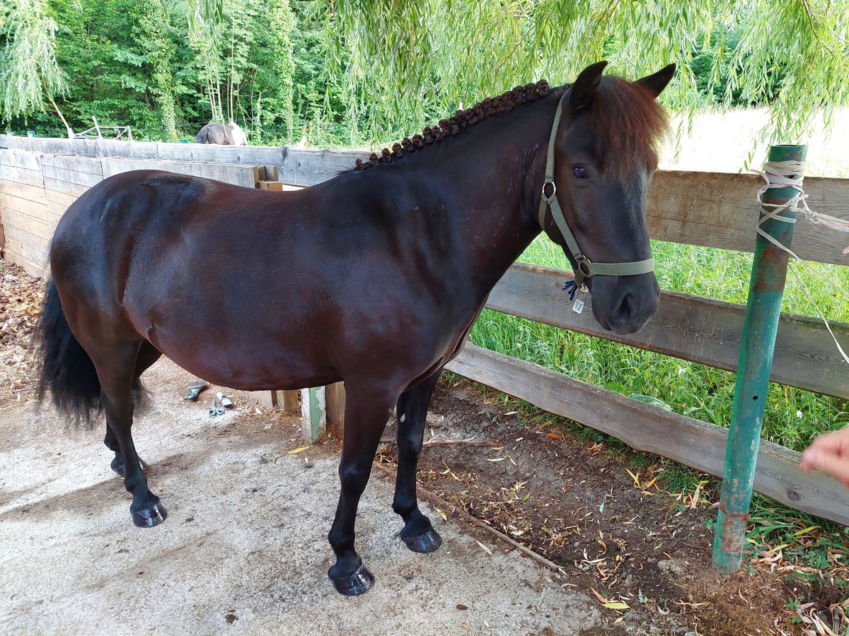 Shetland Ponys Mix Wallach 10 Jahre 129 cm Rappe in Ternitz