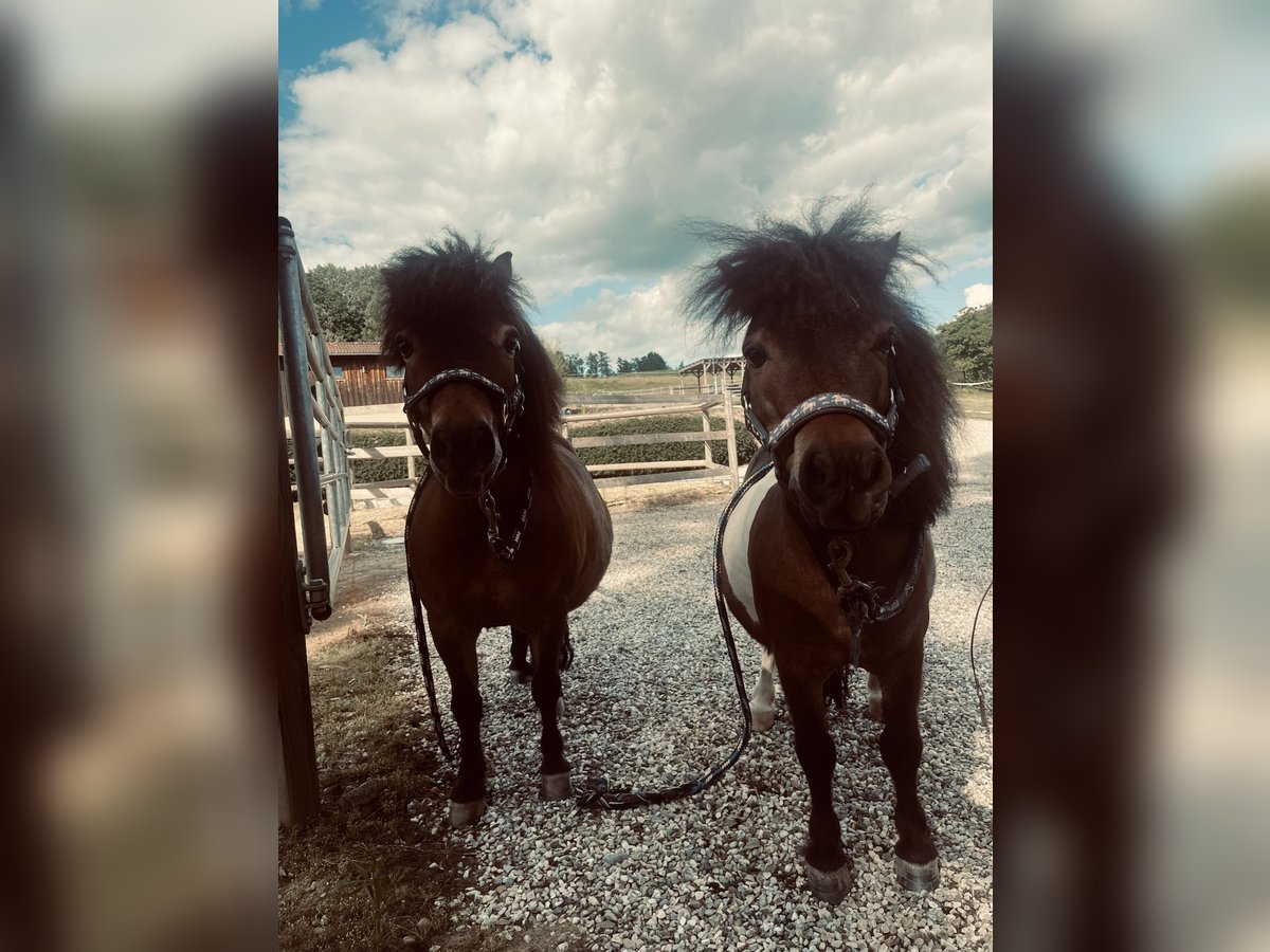 Shetland Ponys Wallach 10 Jahre 80 cm Brauner in Falkenberg