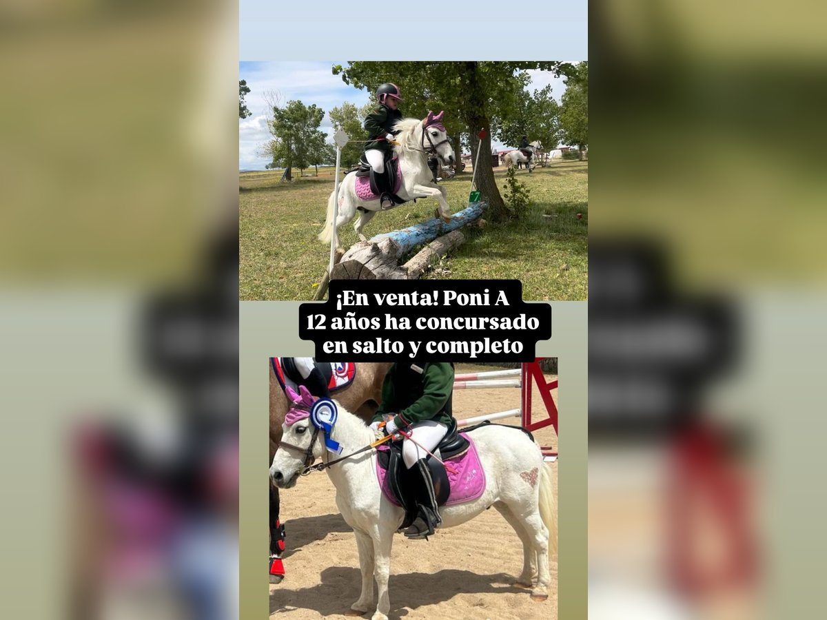 Shetland Ponys Wallach 12 Jahre 100 cm Schimmel in Salobral Shetland Ponys Wallach 12 Jahre 100 cm Schimmel in Salobral