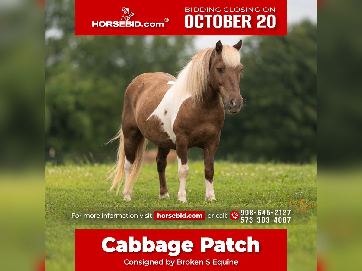 Shetland Ponys Wallach 12 Jahre 102 cm Schecke in Bogard
