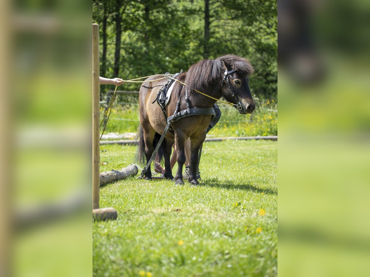 Shetland Ponys Wallach 12 Jahre 105 cm Dunkelbrauner in Siegbach