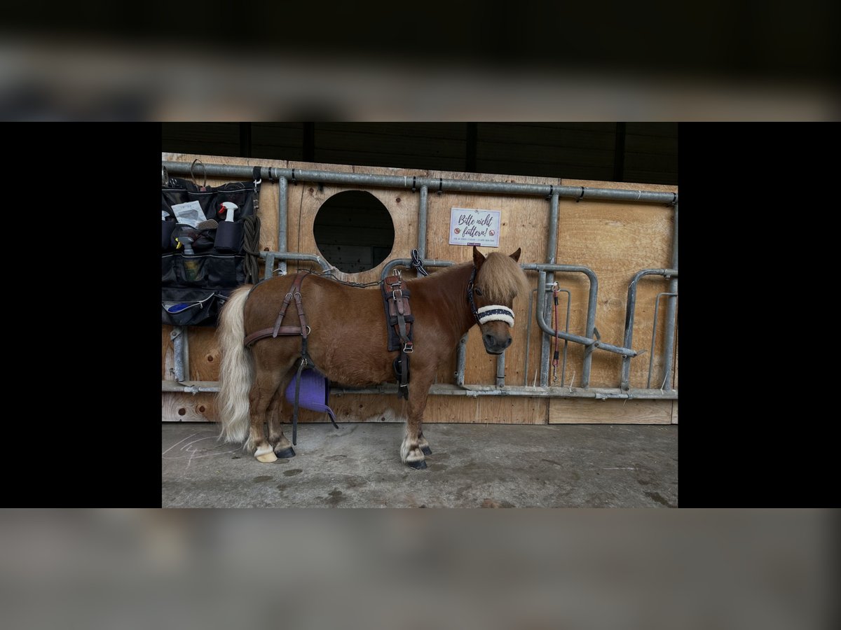 Shetland Ponys Wallach 12 Jahre 85 cm Fuchs in Kerpen