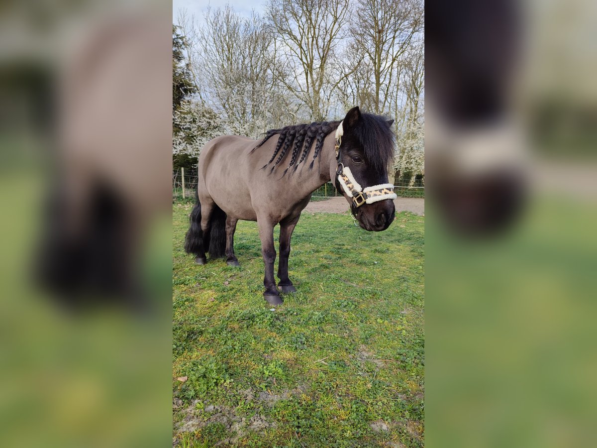 Shetland Ponys Wallach 12 Jahre 93 cm Rappe in Oudenburg