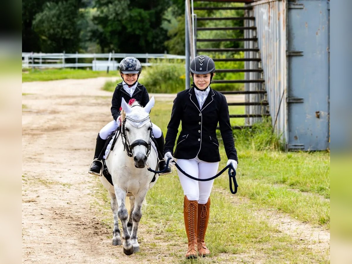 Shetland Ponys Wallach 13 Jahre 110 cm Apfelschimmel in Poppenricht