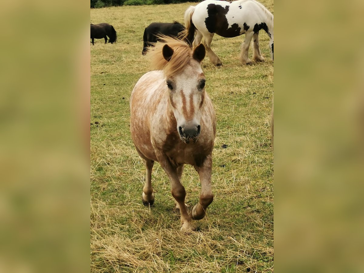 Shetland Ponys Wallach 15 Jahre 103 cm Schecke in Rettenberg