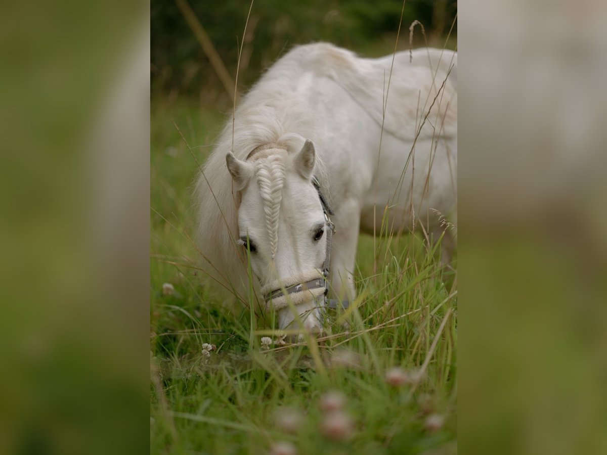 Shetland Ponys Wallach 15 Jahre 85 cm in Hochheim am Main