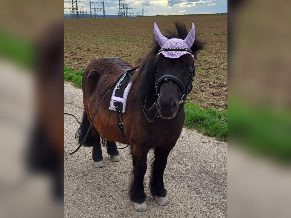 Shetland Ponys Wallach 16 Jahre 107 cm in Stuttgart-M&#xFC;hlhausen
