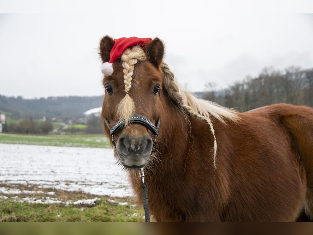 Shetland Ponys Wallach 16 Jahre 80 cm Fuchs in Salach