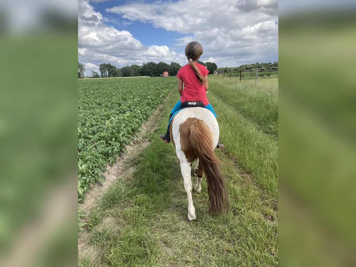 Shetland Ponys Wallach 17 Jahre 100 cm Schecke in D&#xF6;tlingen
