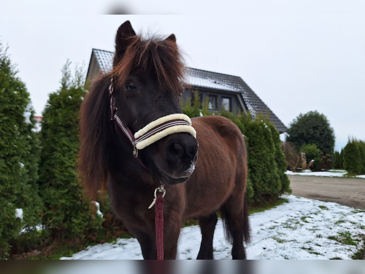 Shetland Ponys Mix Wallach 17 Jahre 113 cm Rappe in Halvesbostel